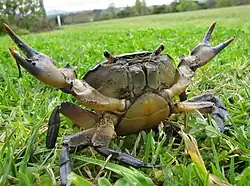 Stalked dichoptic eyes of a River Crab are typical of mature larger Crustacea. The reflection of the photographer in different regions of the surface of each eye indicate the basis for stereoscopic vision.