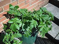 Potatoes grown in a tall bag are common in gardens as they minimize digging.