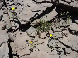 Potentilla versicolor in the Steens Mountain Wilderness