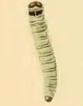 Young larva