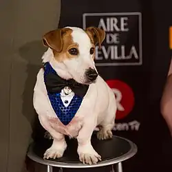 A Jack Russel Terrier dog sitting on a black stool and wearing a blue sequined neckerchief with a black bowtie.
