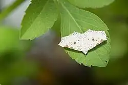 A white Prolophota trigonifera rests on a leaf