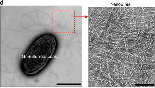 Geobacter sulfurreducens and its bacterial nanowires[32]