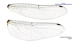 Female wings