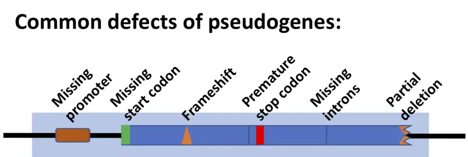 Drawing of a gene showing kinds of defects (missing promoter, start codon or introns, premature stop codon, frameshift mutation, partial deletion).