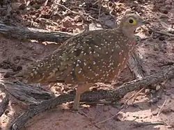 Burchell's sandgrouse