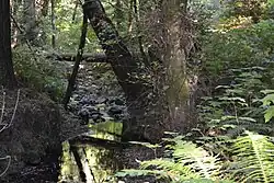 Another view of the creek