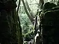 moss-covered rocks in Puzzlewood Forest