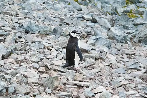 Pygoscelis antarcticus on Half Moon Island