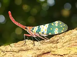 Pyrops candelaria (Fulgoridae)