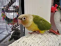 Pineapple variety (juvenile)