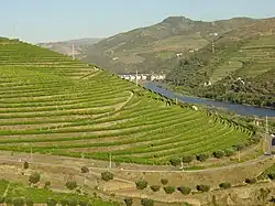 Terraced vineyards along the Douro river