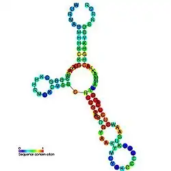 Glycine riboswitch: Secondary structure for the riboswitch marked up by sequence conservation. Family RF00504.
