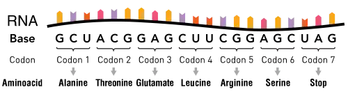 An RNA molecule consisting of nucleotides. Groups of three nucleotides are indicated as codons, with each corresponding to a specific amino acid.