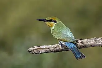 In the Northern Territory