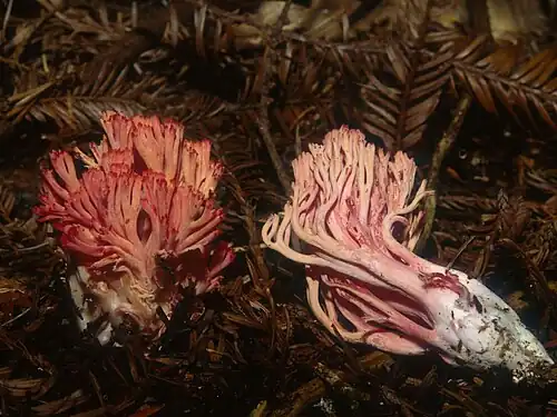 The red color fades in mature specimens.