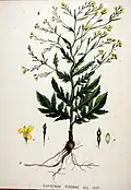 Botanical drawing