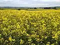 Canola field near Polch