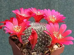 Rebutia wessneriana