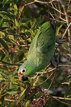 A. autumnalis salvini (red-lored parrot) feeding