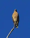 A red and tawny colored bird of prey sitting on a solitary stick