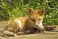 Juvenile red fox