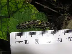 Size approx 36–37&nbsp;mm long