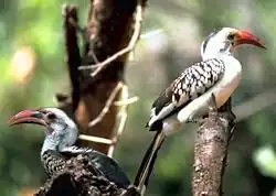 The red-billed hornbill now usually includes several species-level taxa