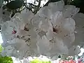 Rhododendron