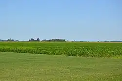 Soybean field on SR 65[1]