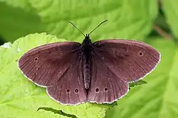 Fresh, with one spot