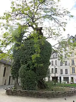 The locust covered by ivy