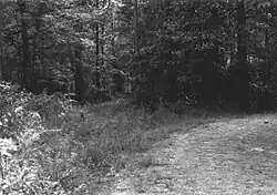 View of Robinson Road in 1974. Robinson Road is in left of photograph intersecting with modern logging road.
