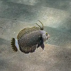 Young adult, in Hawaii