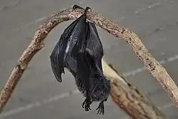 Rodrigues flying Fox in Prague Zoo