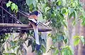 Rufous Treepie