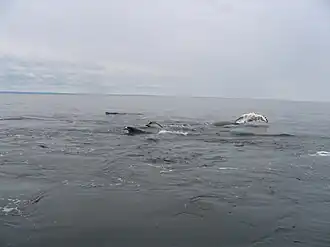 Humpback whales, dorsals, pectoral fins, North of Antiscosti Island