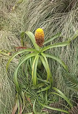 A Bulbinella rossii specimen growing in tussock grasslands on Campbell Island. Its leaves are long, strap-like, glabrous, and green. Its flowers are on cylindrical racemes. Some leaves have fallen on the ground.
