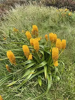 Multiple clustered Bulbinella rossii specimens growing in grassland