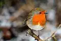 European robin