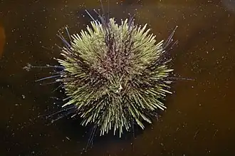 Green sea urchin