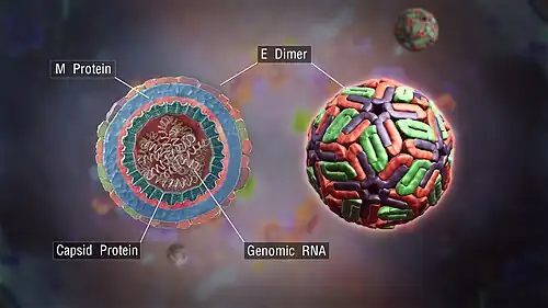 a 3d medical animation still shot of a Dengue virus with cross-section showing structural components
