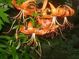 Tiger lily occurs as a garden escapee in Eastern U.S.