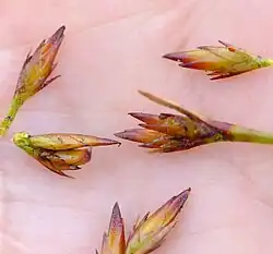 Viscous spikelets