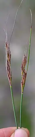 Flowering heads (inflorescences)