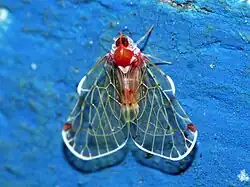 Saccharodite sp. from the S. plurima species group