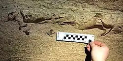 Jaw cartilage of Saivodus striatus found in Mammoth Cave