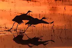 Sandhill cranes at Bosque del Apache National Wildlife Refuge during the Festival of the Cranes.