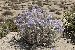 Santa Ana River woolly-star in a dry soil area without grass