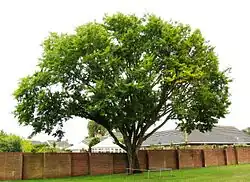 Coastal tree, Mude-ford, UK, felled 2017 (storm damage)